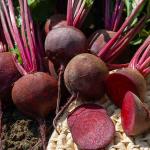 Potagères - Betterave Potagère Detroit 2 - BIO - face recto